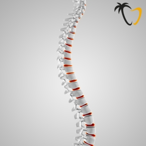 Common Spine